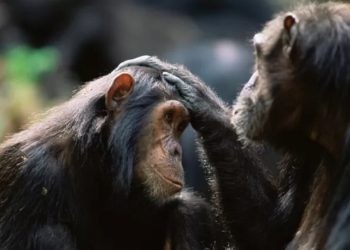 Ajuda humanitária a chimpanzé conseguiu liberdade inédita na justiça e encontrou amor no Brasil