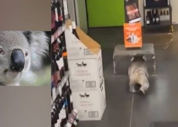 Coala é flagrado na seção de vinhos tintos de loja de bebida na Austrália