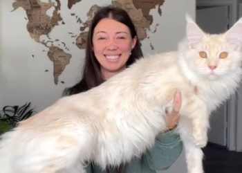 Gato gigante surpreende ao abrir porta sozinho e encanta a web