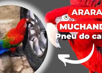 Arara-vermelha é flagrada murchando pneu de carro