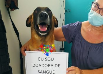 Importância da Doação de Sangue de Pets: Um Procedimento que Pode Salvar Vidas