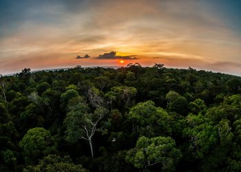 Sema estende prazo para submissão de propostas de projetos de REDD+ em Unidades de Conservação