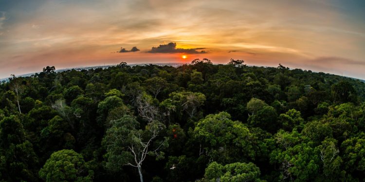 Sema estende prazo para submissão de propostas de projetos de REDD+ em Unidades de Conservação