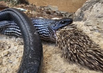 Cobra tenta devorar porco-espinho e ambos animais acabam mortos em parque de Israel