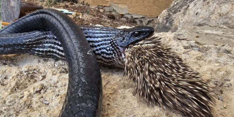 Cobra tenta devorar porco-espinho e ambos animais acabam mortos em parque de Israel