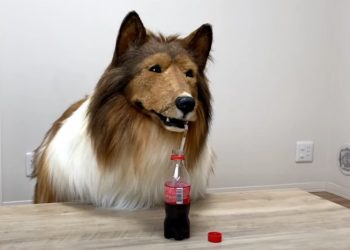 Homem que investiu R$ 76 mil para se transformar em cão busca parceira