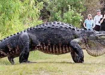 Jacaré de quase quatro metros é encontrado com restos humanos