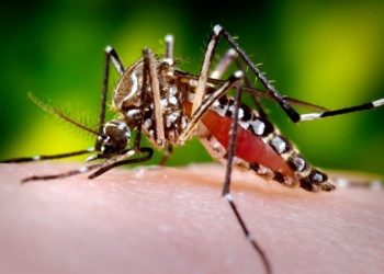 Dengue Tipo 3 Pode Representar Risco para Pessoas que Já Tiveram a Doença, Alertam Especialistas