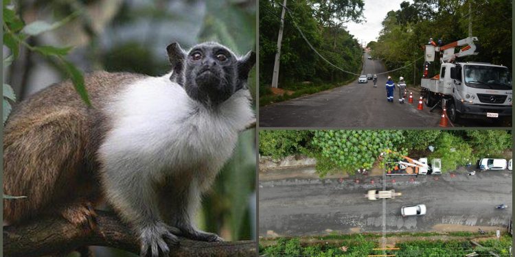 Amazonas Energia entrega mais duas passarelas para sauins-de-coleira