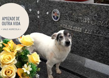 Cão chamado Branquinho visita diariamente o túmulo de seu falecido dono