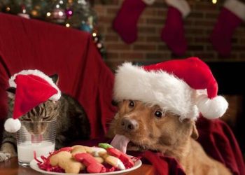 Pratos Especiais para Pets no Natal: Receitas Simples e Nutritivas