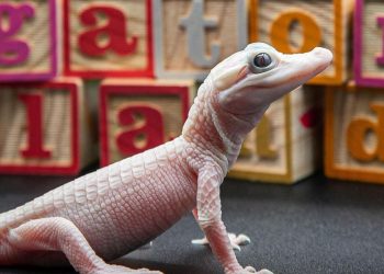 Jacaré Branco Raro Nasce nos EUA e Encanta Visitantes de Parque Temático em Orlando