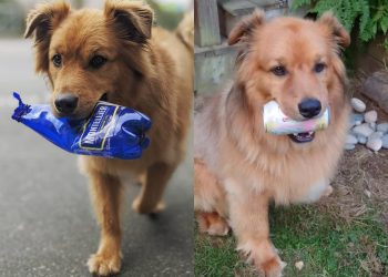 Cachorro Reciclador Contribui para Limpeza da Cidade e Destina Dinheiro para Resgate de Animais