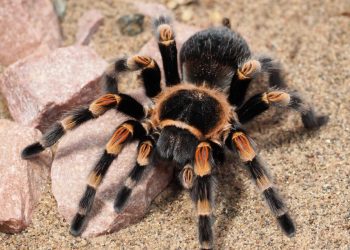 Veneno de Aranha Brasileira Apresenta Potencial no Tratamento do Câncer a Baixo Custo