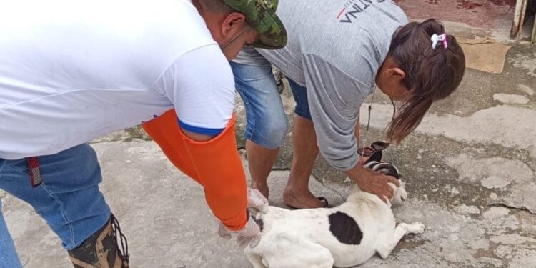 Prefeitura de Manaus inicia etapa rural fluvial da ‘Campanha de Vacinação Antirrábica Animal de 2026’